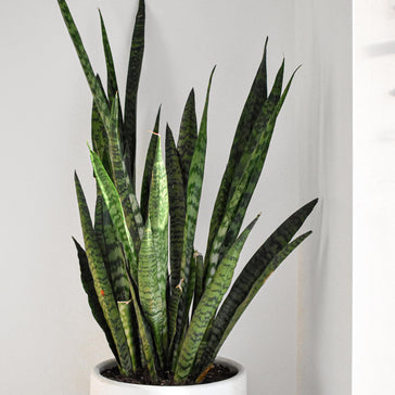 Good Vibes Only! 5 plants that bring positive energy into your home