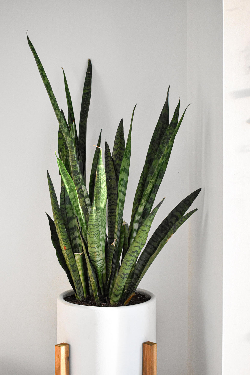 Good Vibes Only! 5 plants that bring positive energy into your home