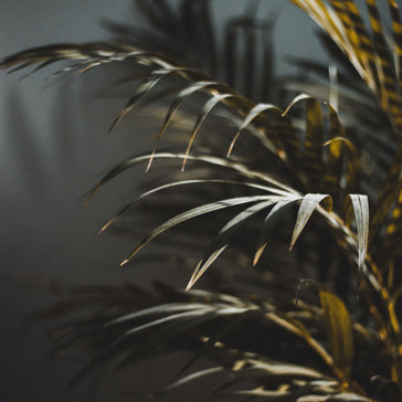 How to care for a Neanthebella Palm