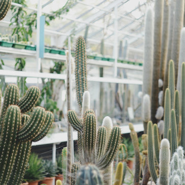 How to care for a Mammillaria Cactus