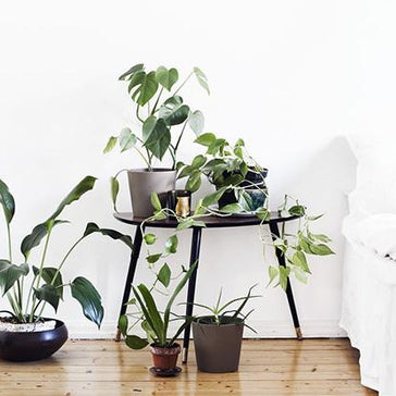 Getting your houseplants ready for spring!
