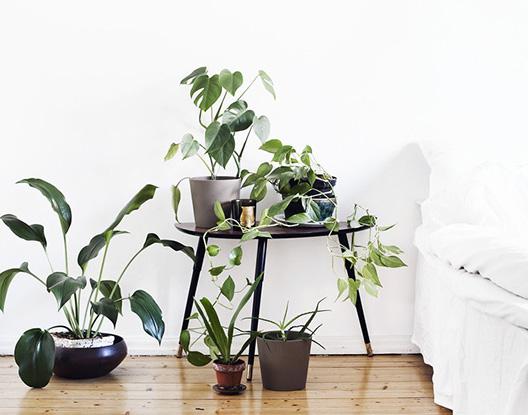 Getting your houseplants ready for spring!