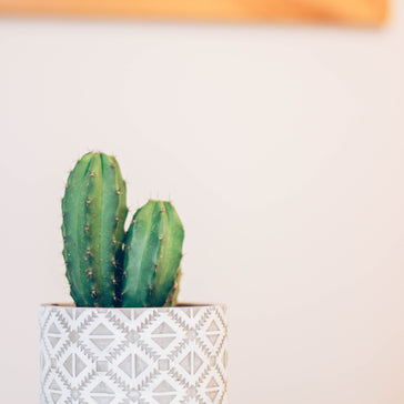 How to care for a Cactus plant