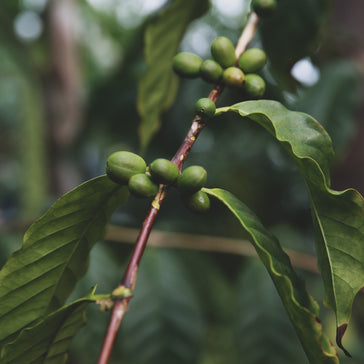How to care for a Psychotria Nervosa Wild Coffee plant