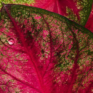 How to care for a Caladium