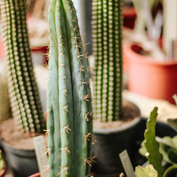 How to care for a Trichocereus San Pedro Cactus