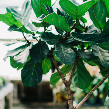 How to care for a Ficus Lyrata | Fiddle Leaf Fig