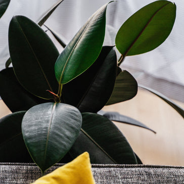 How to care for a Ficus Elastica | Rubber Tree plant