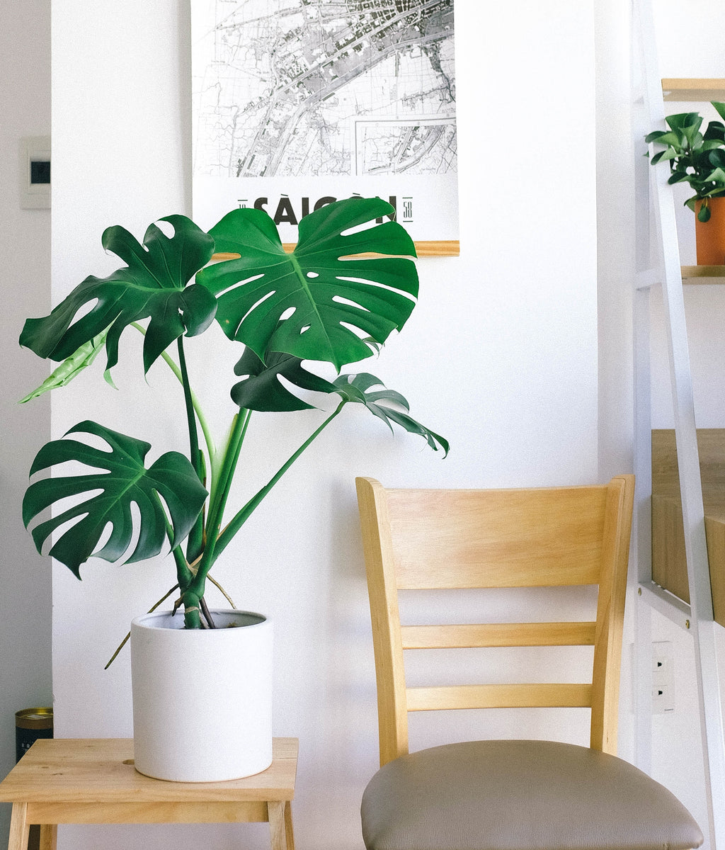 Plants Around the World: Bring Your Fave Vacation Spots Home