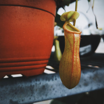 How to Care for a Pitcher Plant