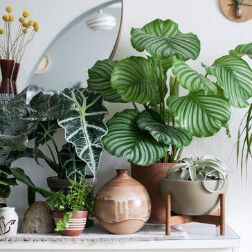 A plant for every room!
