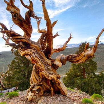 The Oldest Trees in the World
