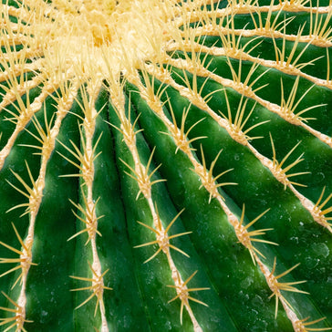How to care for a Golden Barrel Cactus
