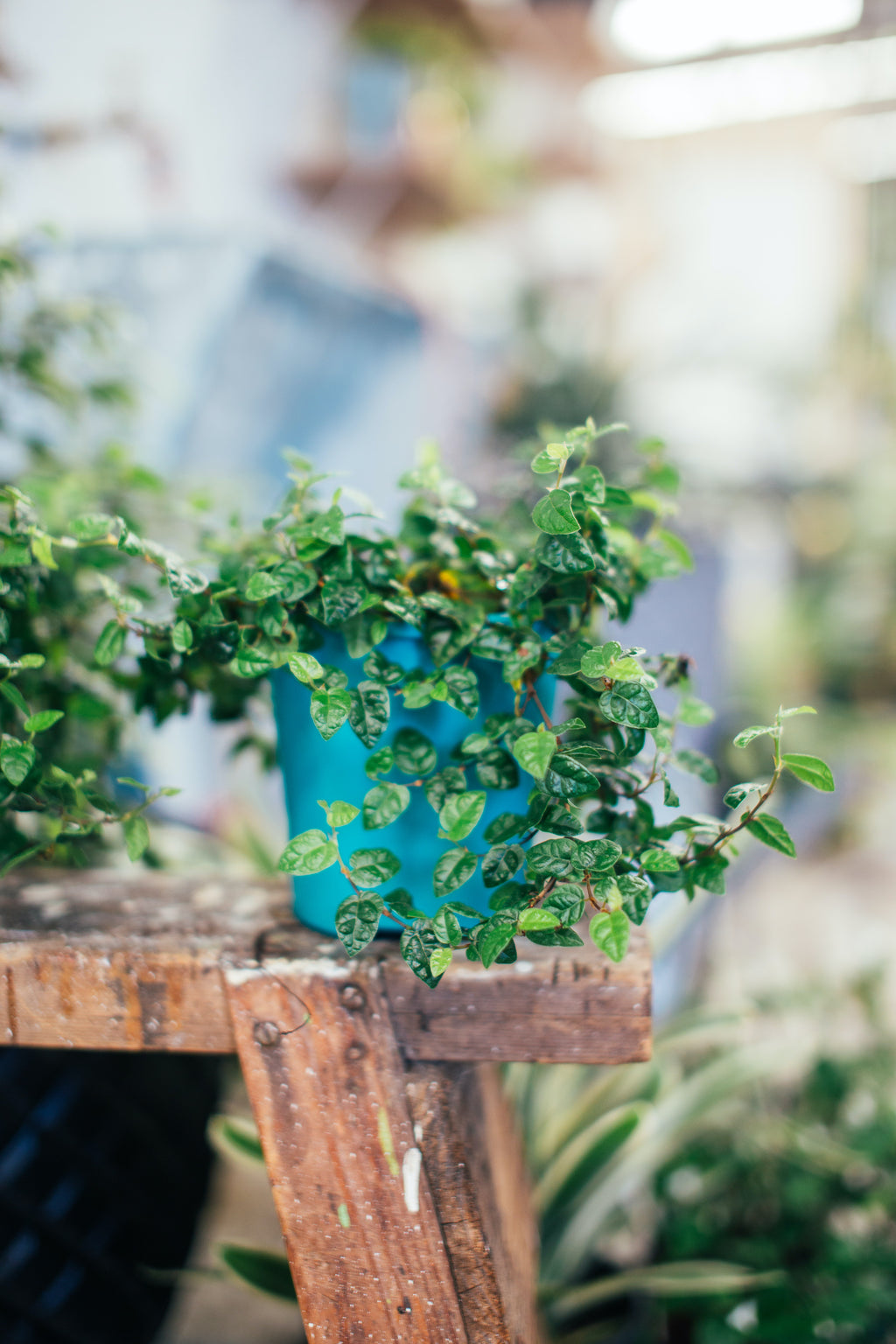 How to Best Move Your Plants Outside this Spring