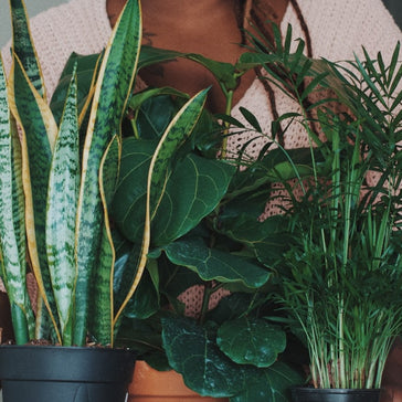 5 Plants to Spruce up your Space in 2022