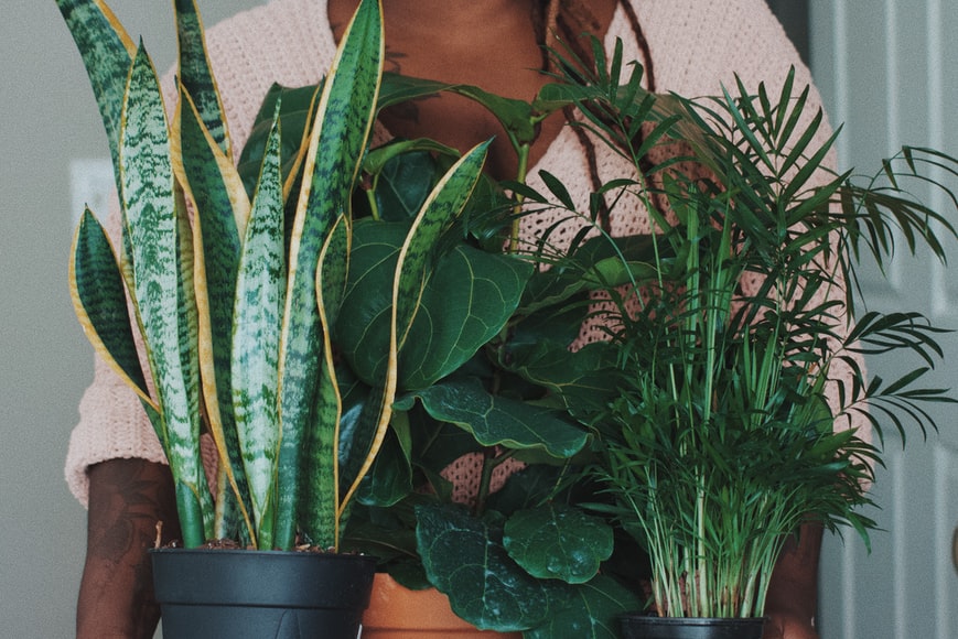 5 Plants to Spruce up your Space in 2022