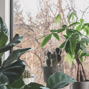 6 Lucky Plants for Lunar New Year