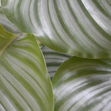 How to care for an Aglaonema plant