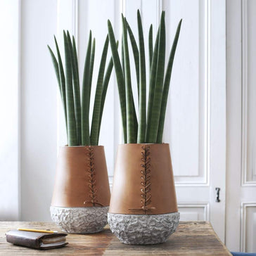 How to care for a Sansevieria (Snake) plant