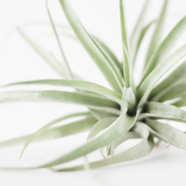Plant Spotlight: Tillandsias - Air Plant