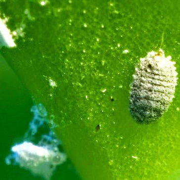 Soft scale insect