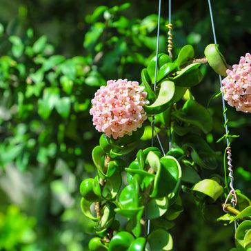 Plant Spotlight: Hoya