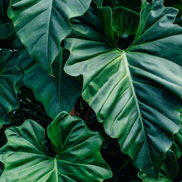 Plant Spotlight: Philodendron