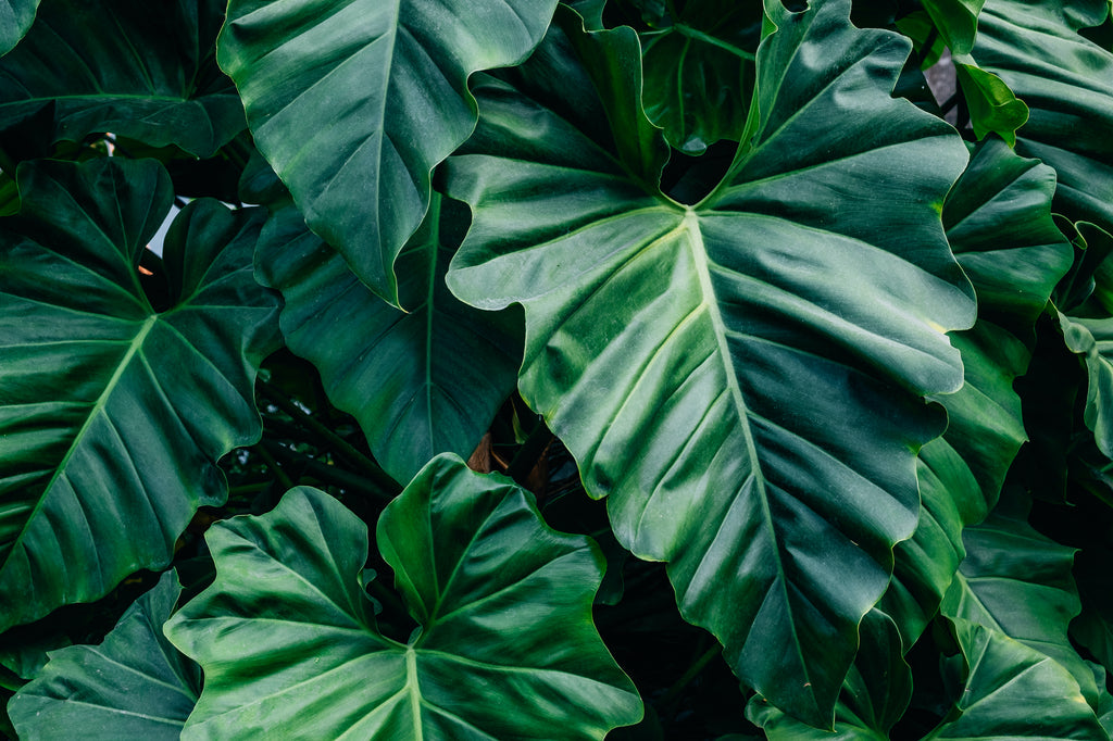 Plant Spotlight: Philodendron