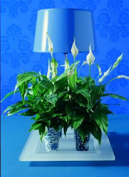 How to care for a Spathiphyllum (Peace Lily)