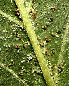 Spider Mite