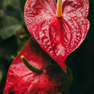 How to care for a Anthurium plant
