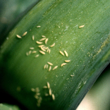 Thrips