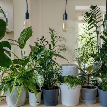 Plant of the Month: January 2024