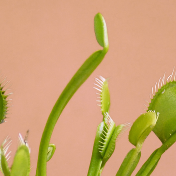 5 Facts About Poisonous Plants and Which to Watch-out for