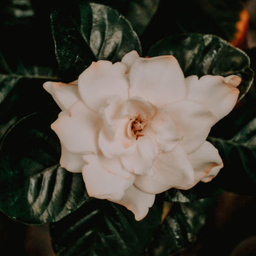 How to care for a Gardenia plant