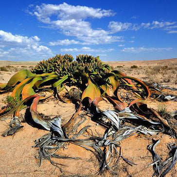 Some of the strangest plants nature has to offer