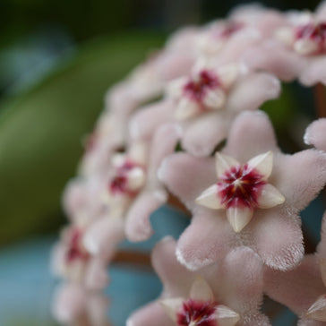 How to care for a Hoya plant