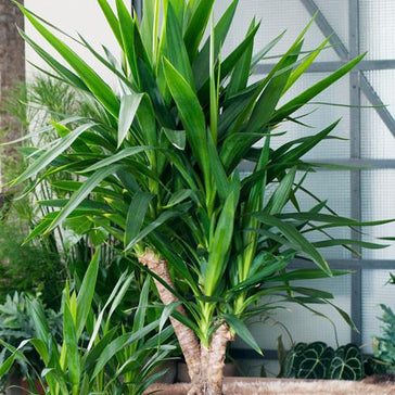 How to care for a Yucca plant (Joshua Tree)