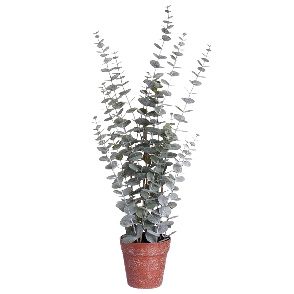 Artificial Eucalyptus in Terra Pot (L)