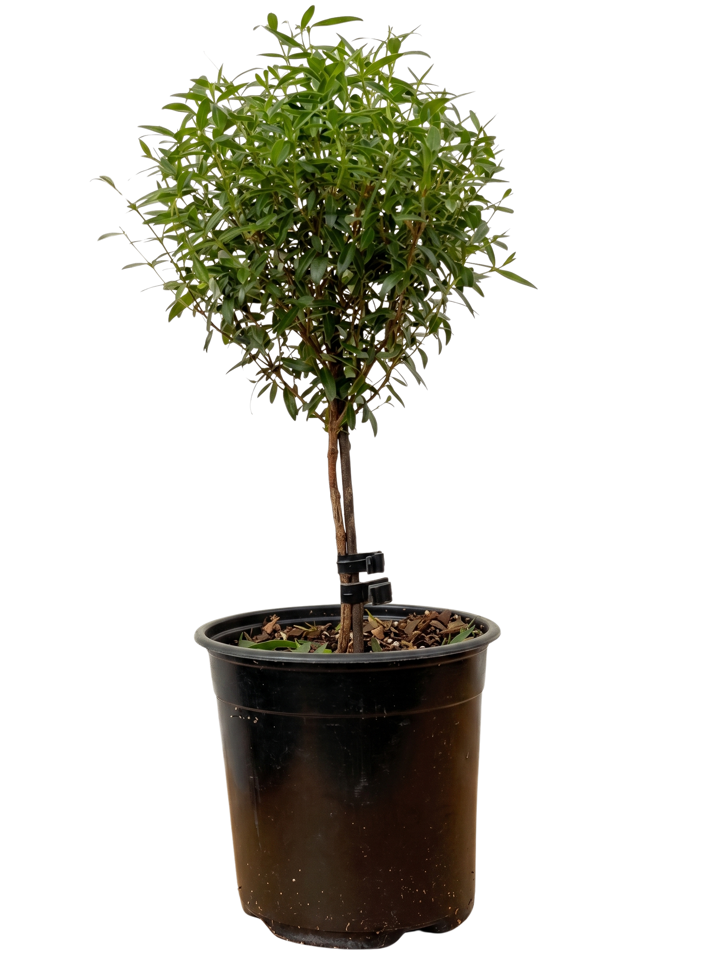 Myrtle Topiary | Myrtus communis (S)