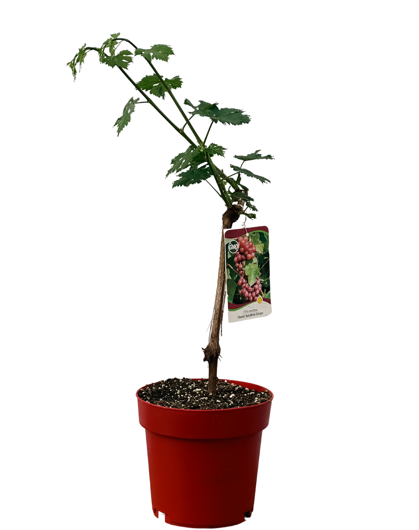 Vitis Vinifera | Flame Seedless Grape (M)