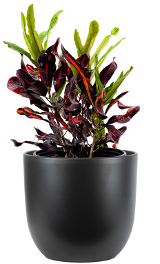 Croton Mammy | Codiaeum Variegatum Mammy (XL)