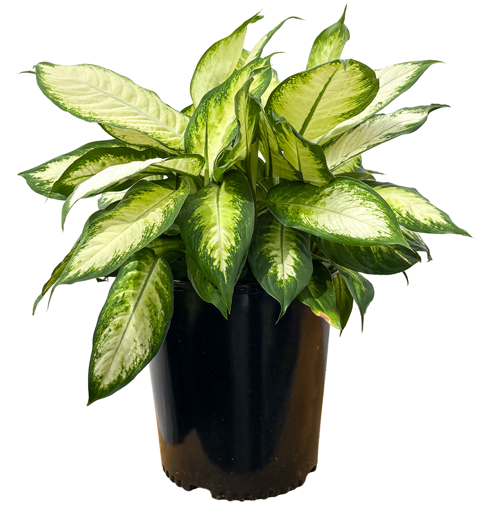 Dieffenbachia Camille (XL)