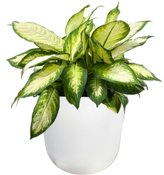 Dieffenbachia Camille (XL)