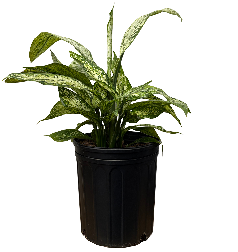 Dieffenbachia Vesuvius (XL)
