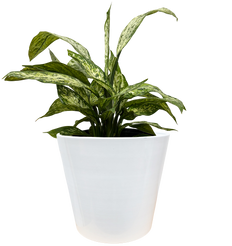 Dieffenbachia Vesuvius (XL)