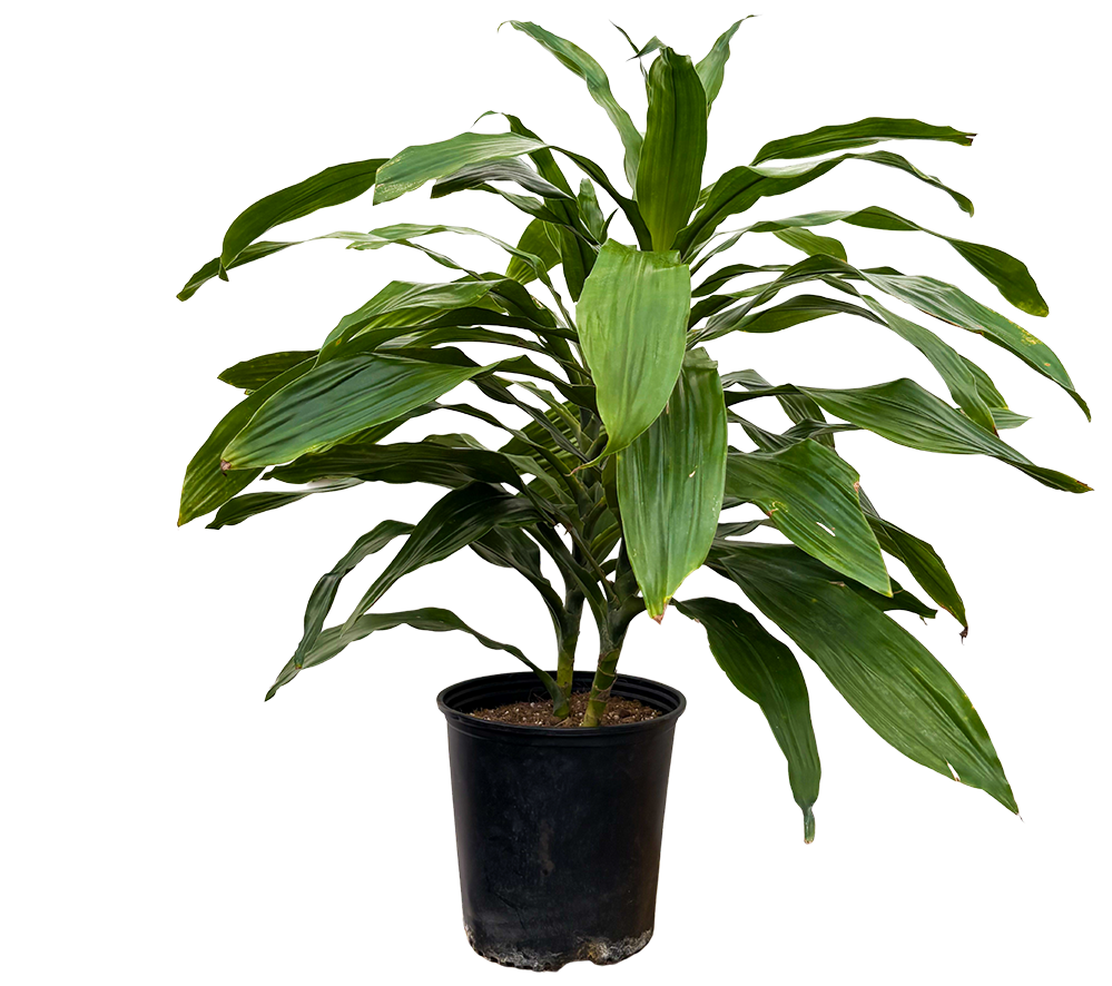 Dracaena Janet Craig Cane (XL)