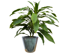 Dracaena Janet Craig Cane (XL)