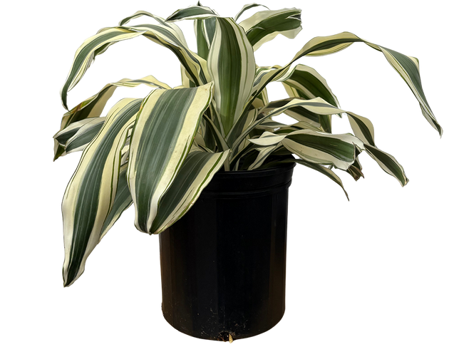 dracaena aspen Dracaena Fragrans | White Aspen | 10" Pot | Easy Care Houseplant