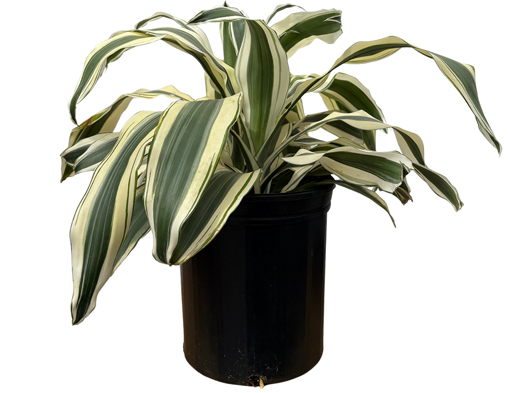 Dracaena Fragrans | White Aspen (XL)